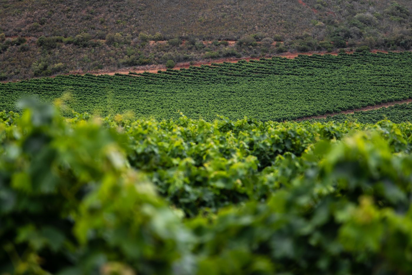 LXV Wine | Paso Robles tasting room
