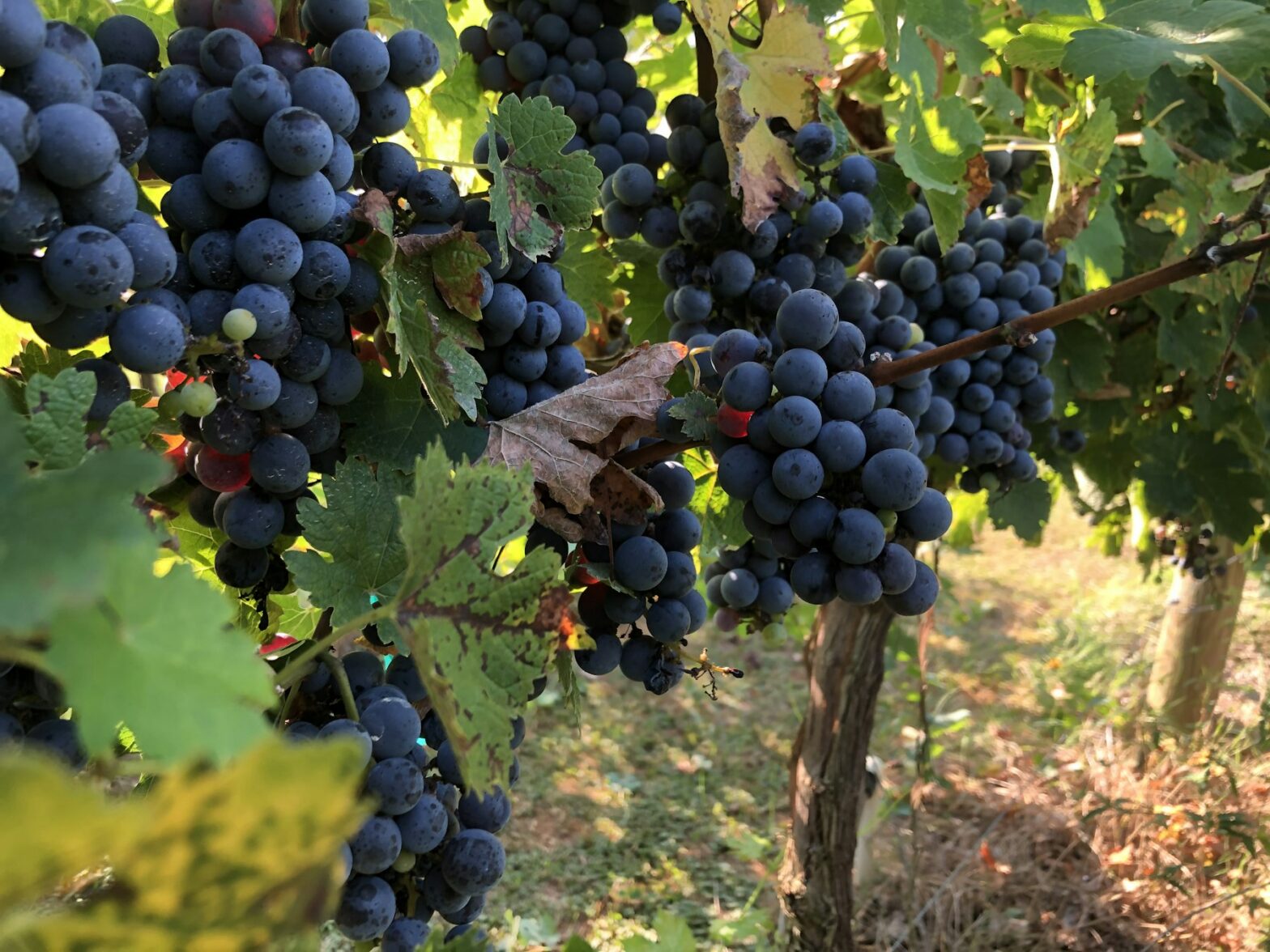 Ripe dark Cabernet Sauvignon grapes on the vine in a California vineyard