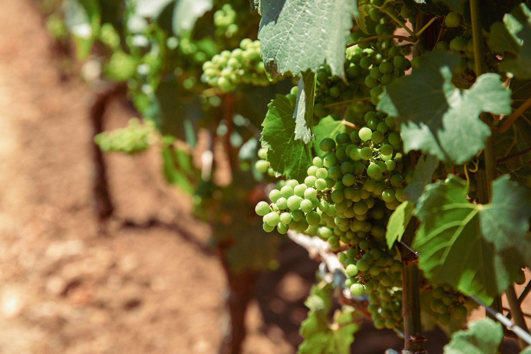 Green Chardonnay grapes ripening on the vine in a California vineyard