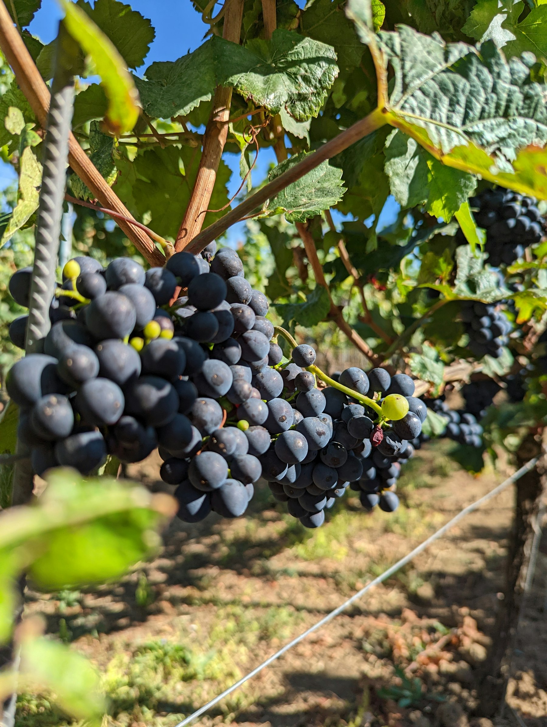 Clusters of Pinot Noir grapes ripening on the vine under a blue sky