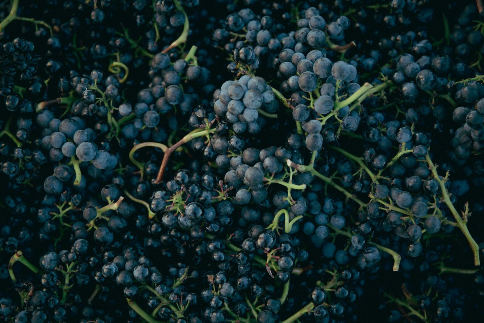 Freshly harvested Pinot Noir grapes
