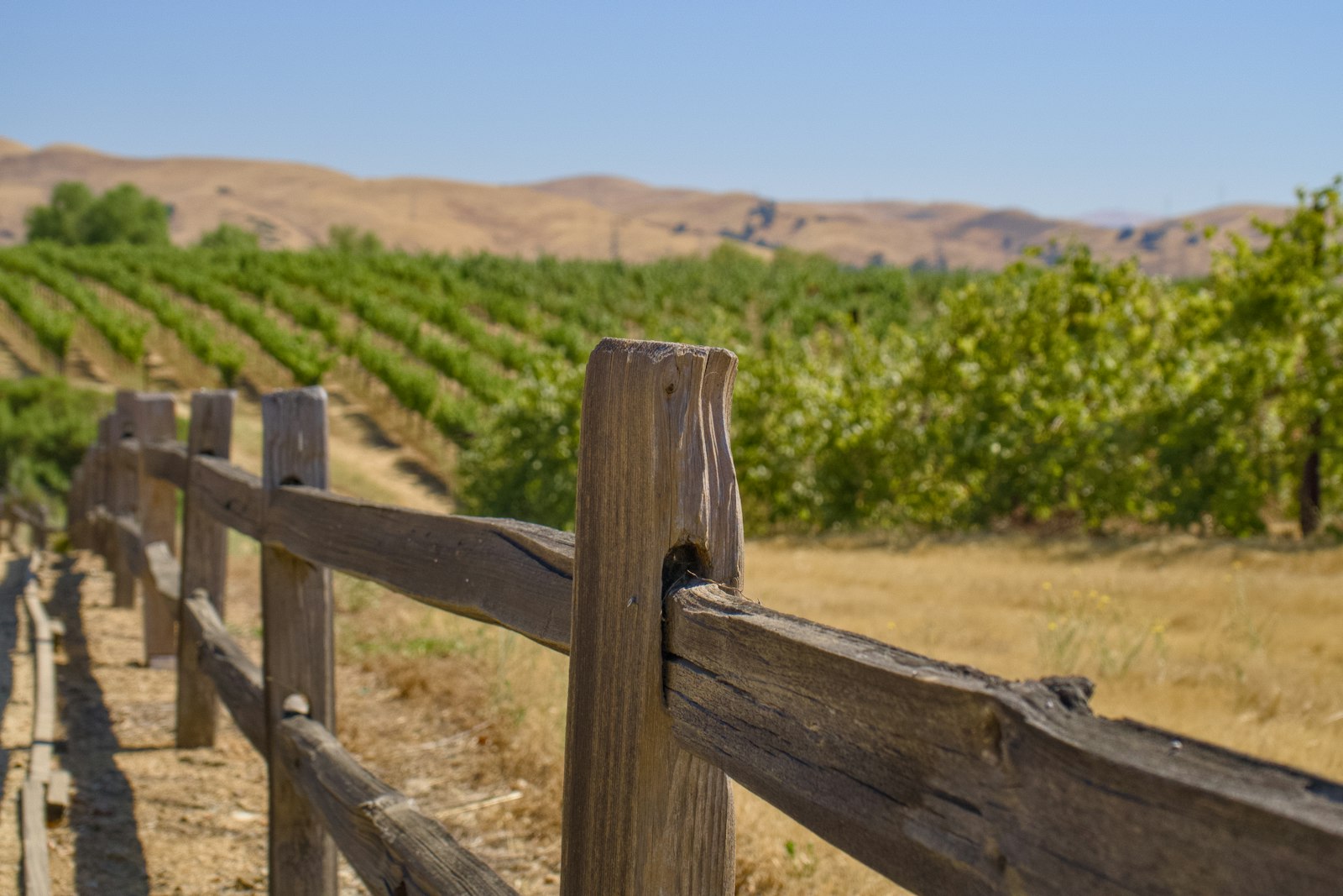 Riboli Family Wines | Paso Robles tasting room