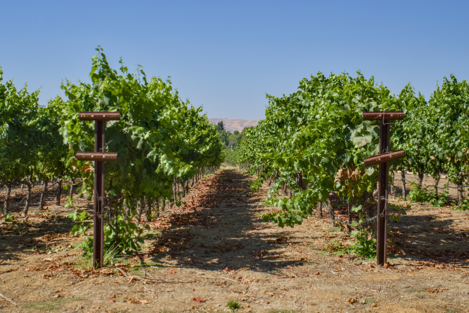 Rows of California wine grape vines under a clear blue sky