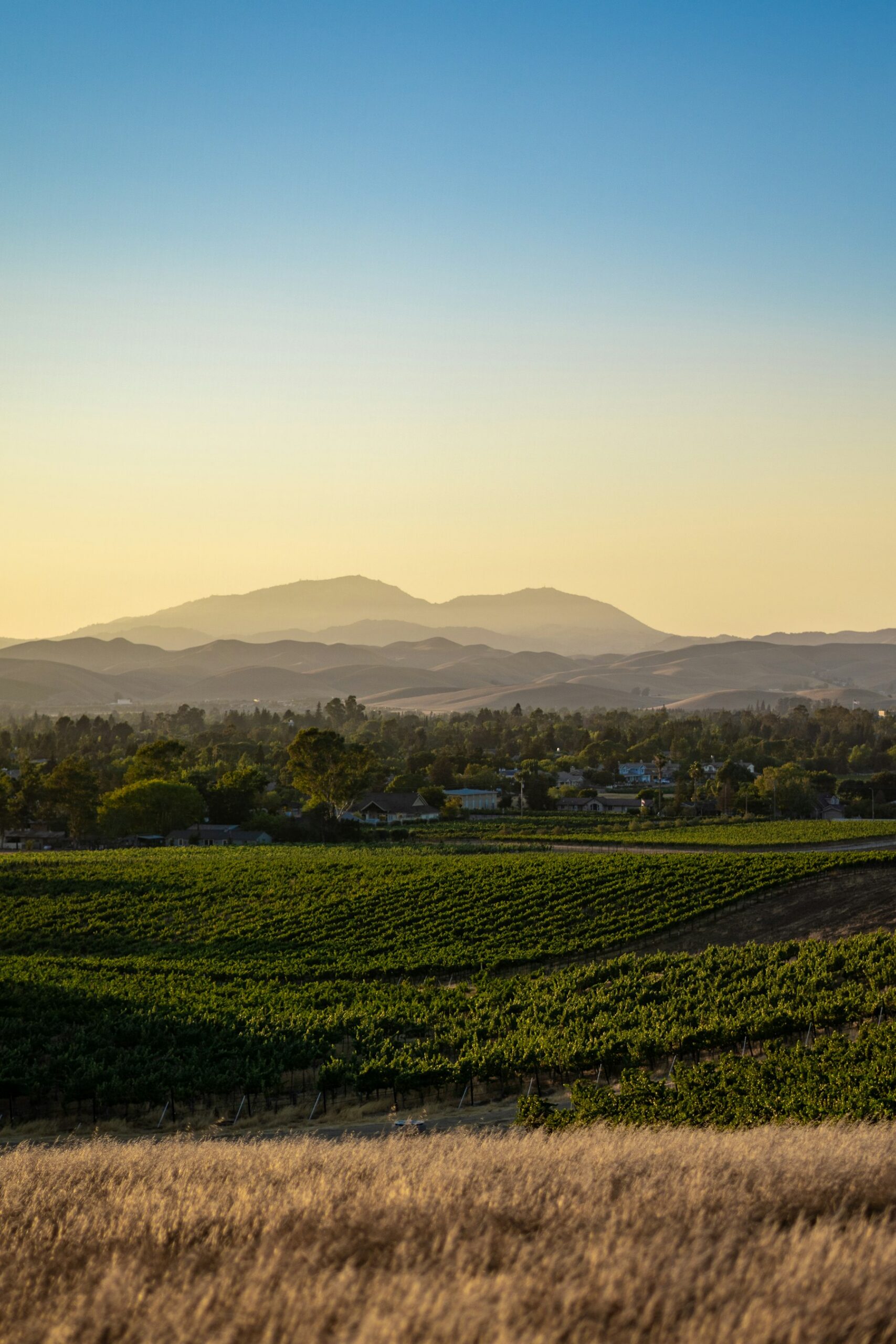 California Wine: Regions, Wineries & What to Drink - The Golden State winery and vineyard