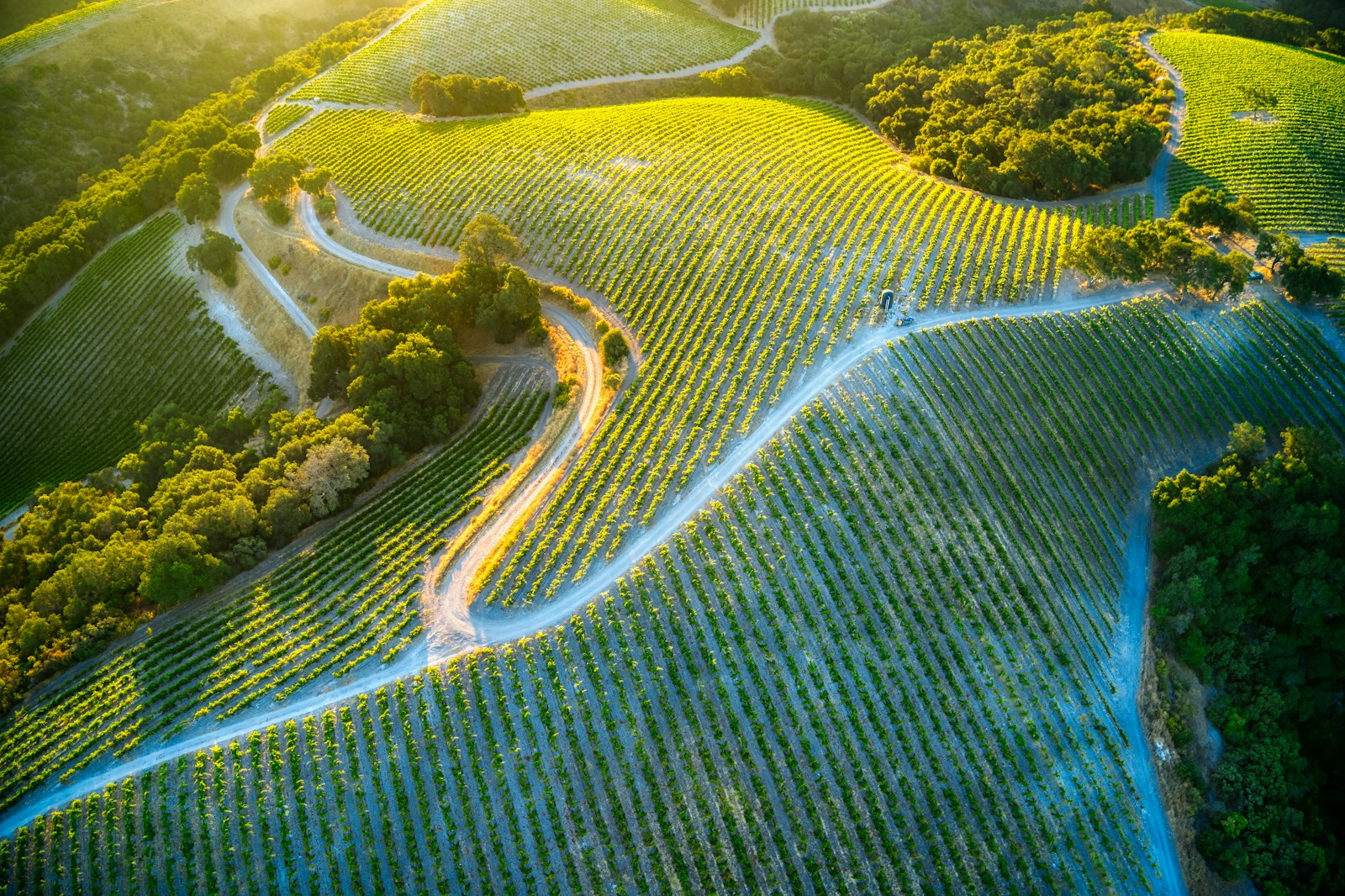 Aerial view of California wine country vineyard rows curving over green hills