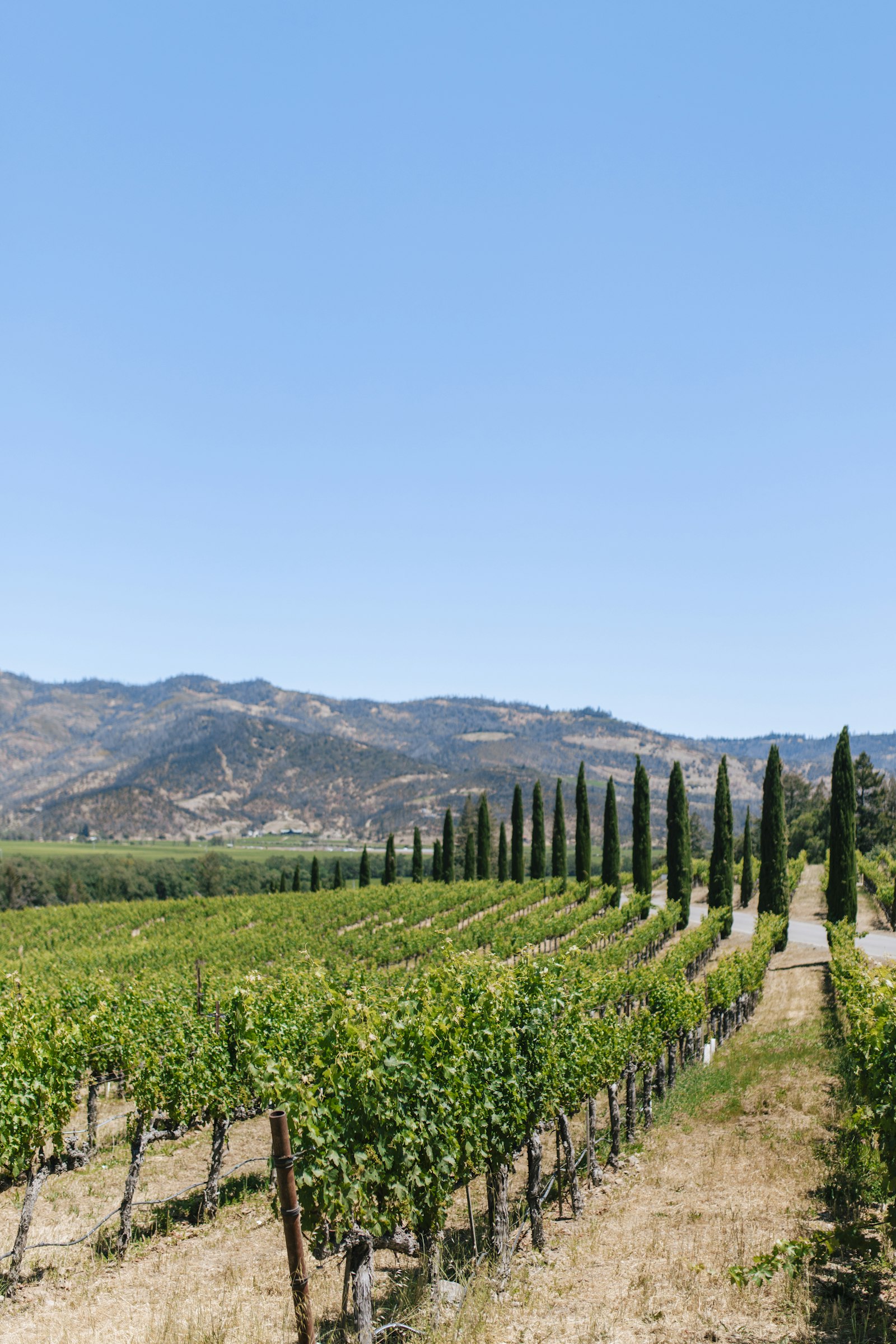A California wine country vineyard with cypress trees