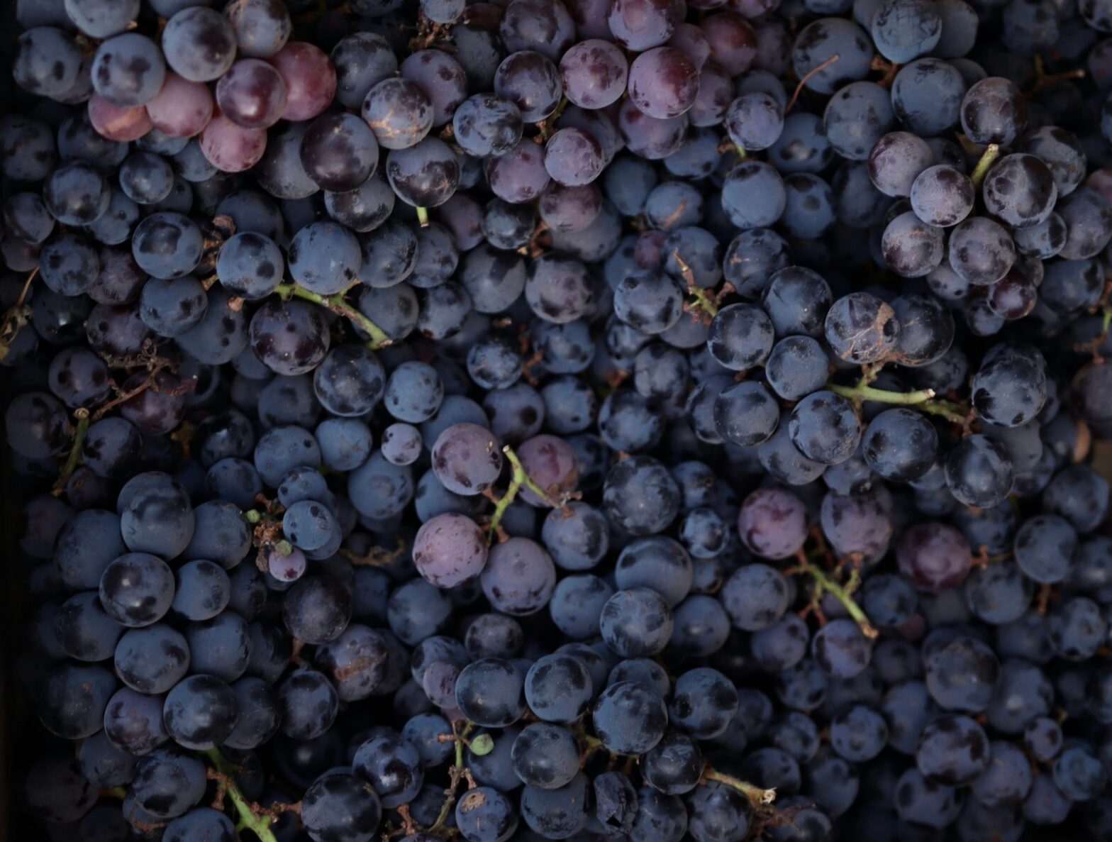 Deep purple Zinfandel grape clusters ripening on the vine in a California vineyard
