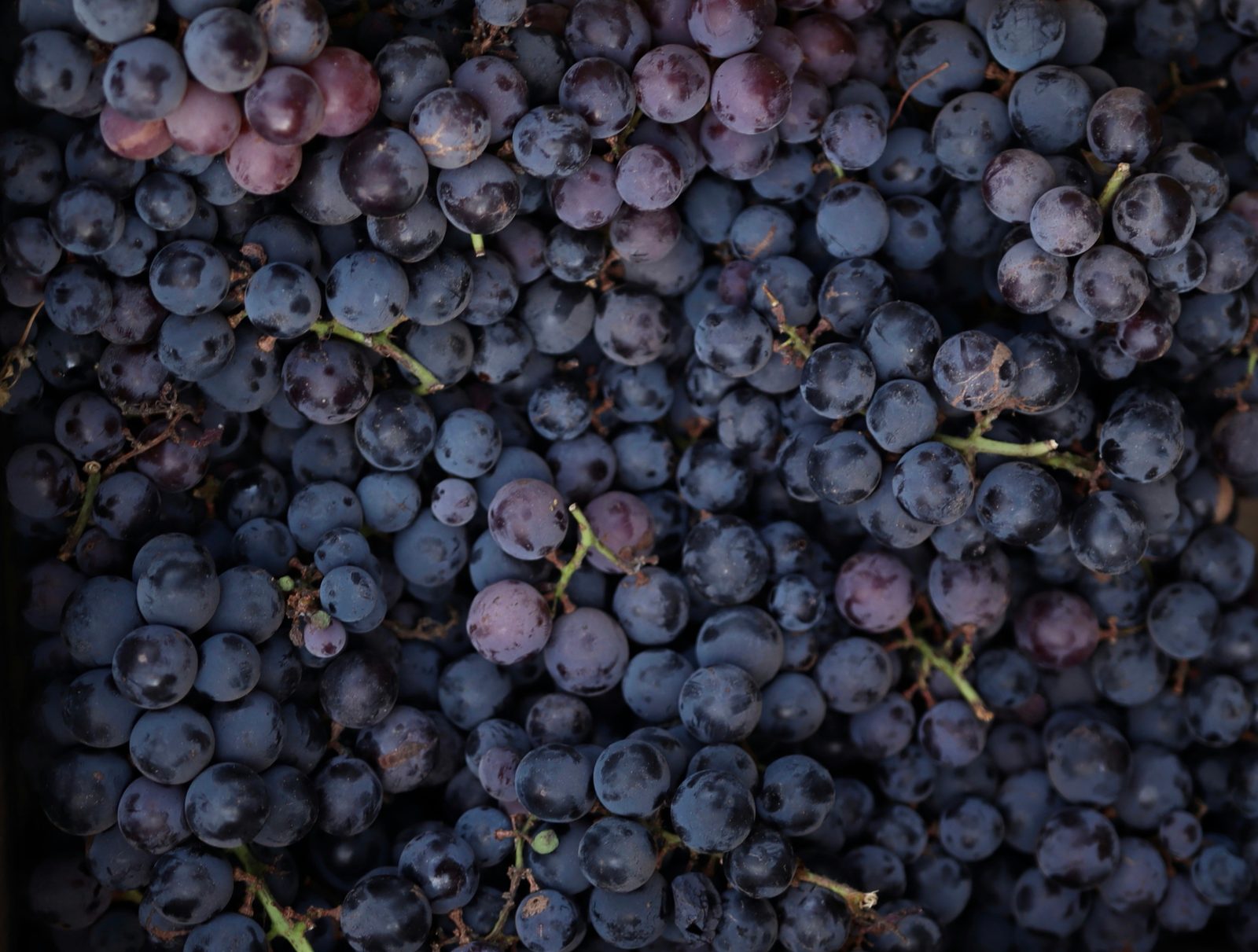California Zinfandel: Regions, Styles, and What to Drink Paso Robles - California Varietal winery and vineyard