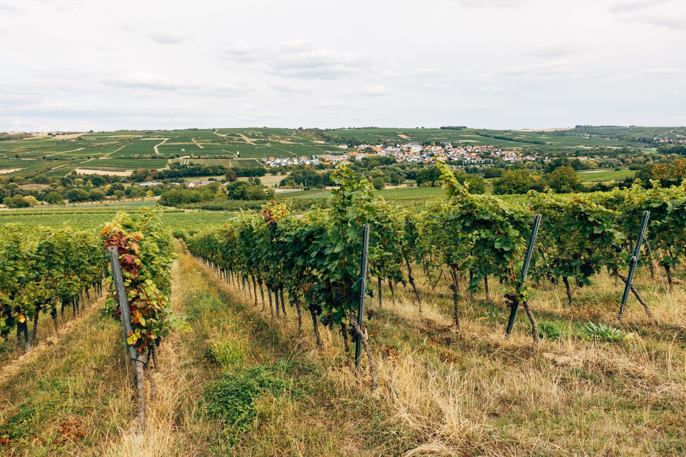 Niner Wine Estates | Paso Robles tasting room