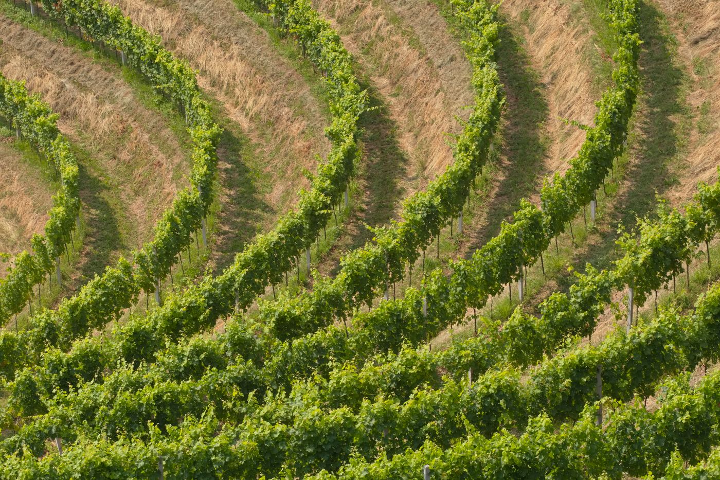 PEJU Province Winery | Napa Valley tasting room