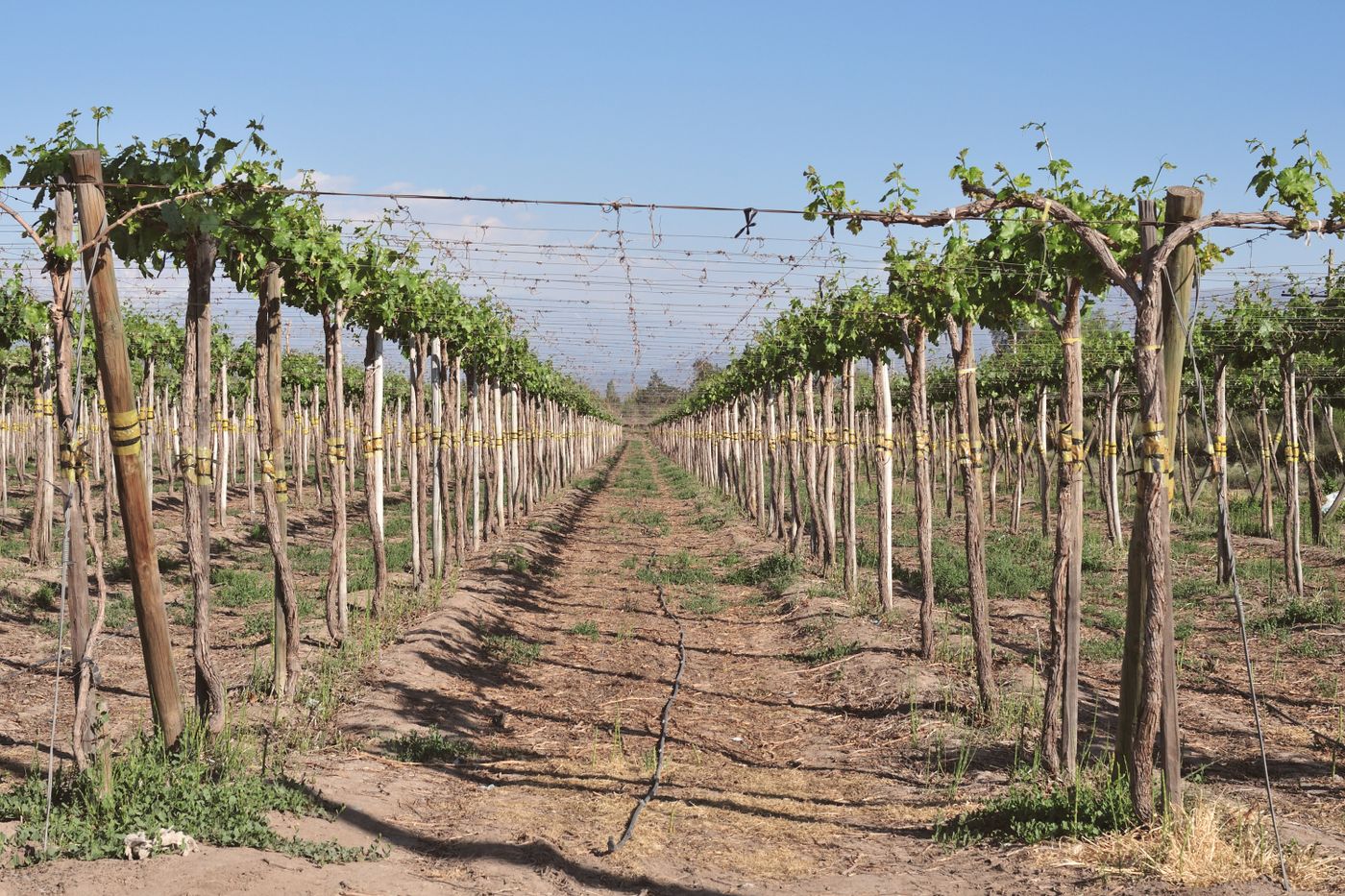Ruakh Wines | Paso Robles tasting room