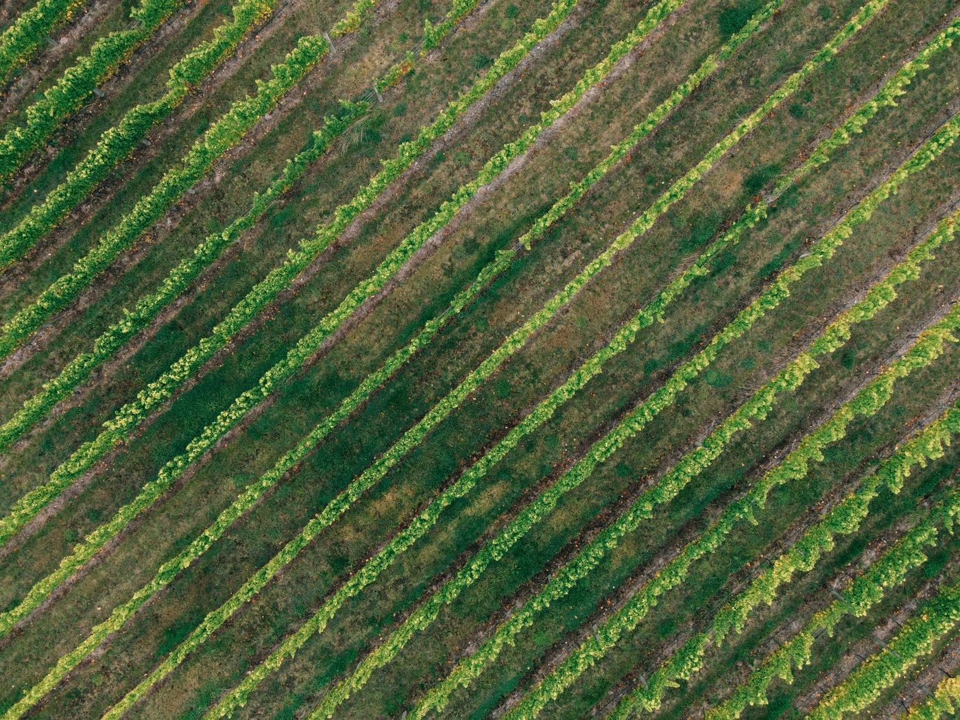 Freemark Abbey Winery | Napa Valley tasting room