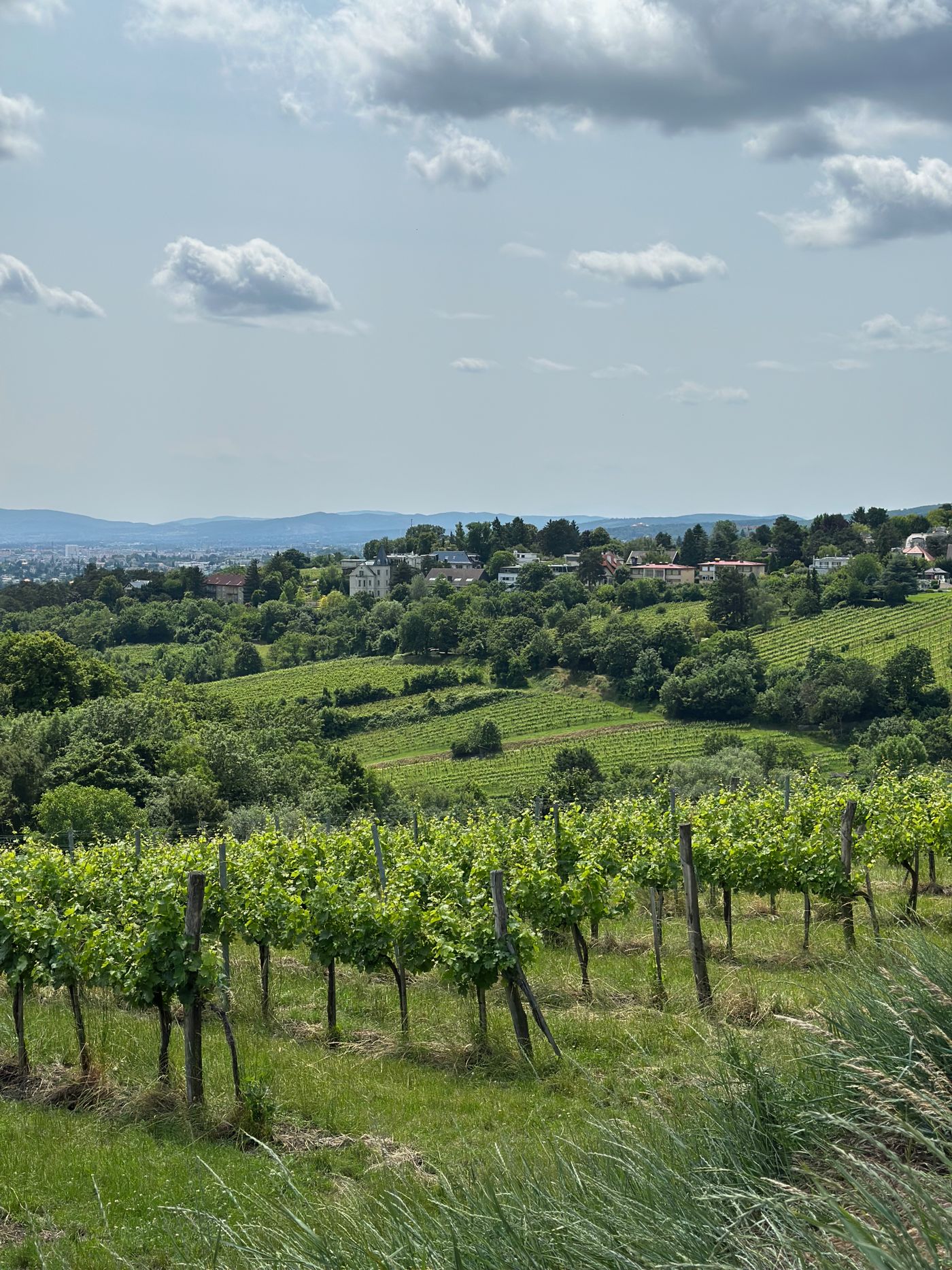 Saxum Vineyards | Paso Robles tasting room