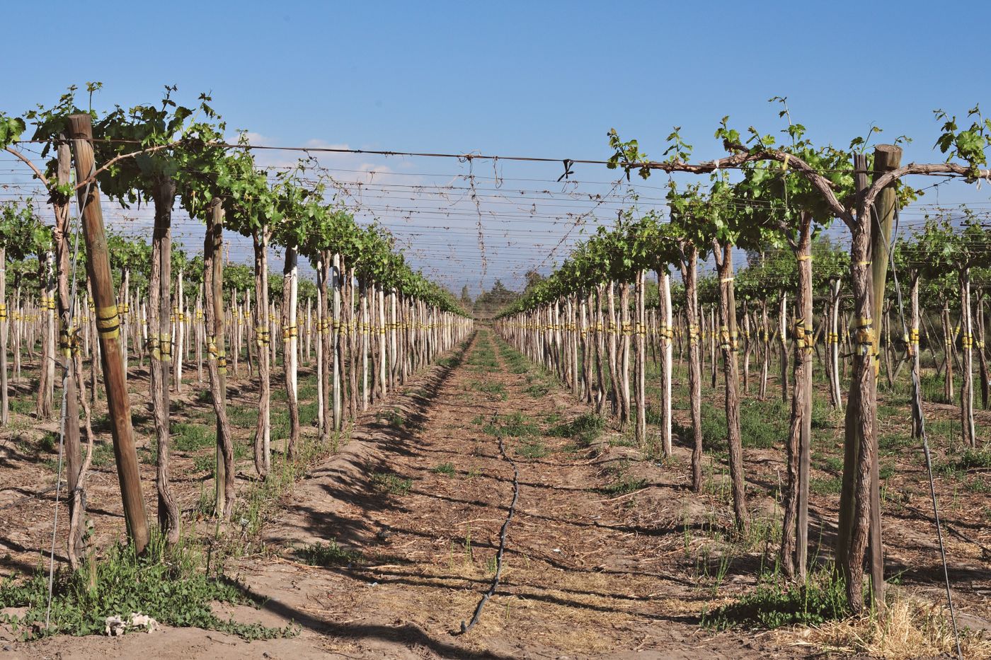 Shale Oak Winery | Paso Robles tasting room