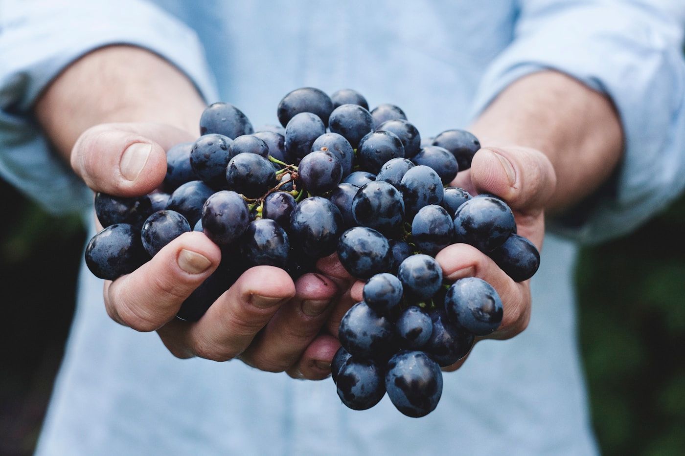 Hands holding a cluster of dark old vine Zinfandel grapes at harvest in Lodi