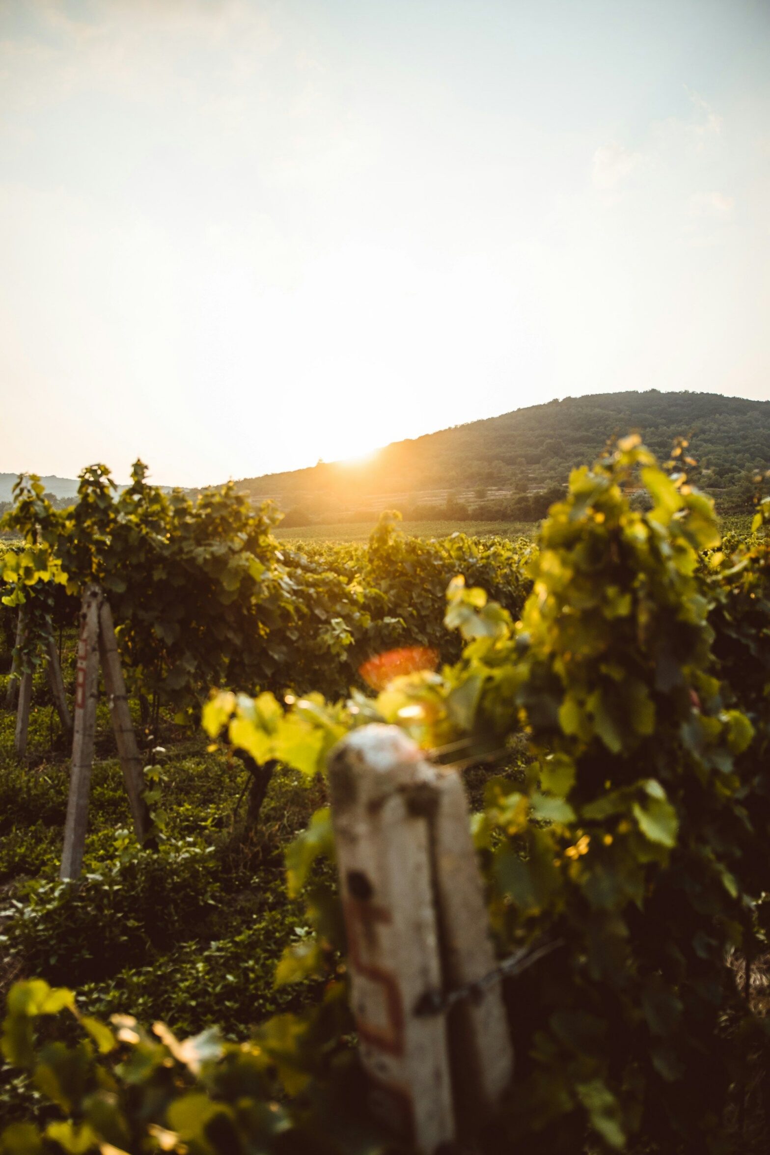 Lodi wine country vineyard rows glowing at sunset in California Central Valley
