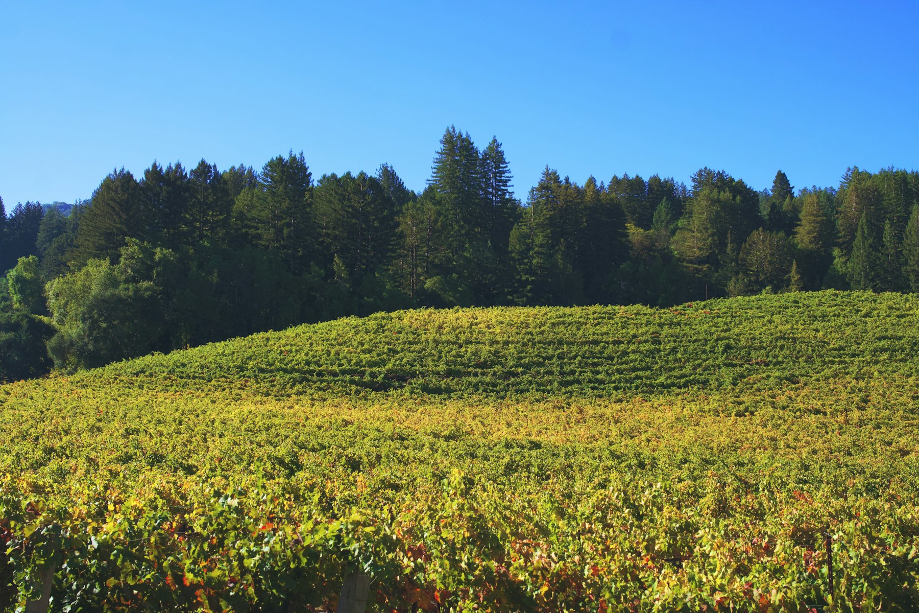 Vineyard and woodland in California wine country