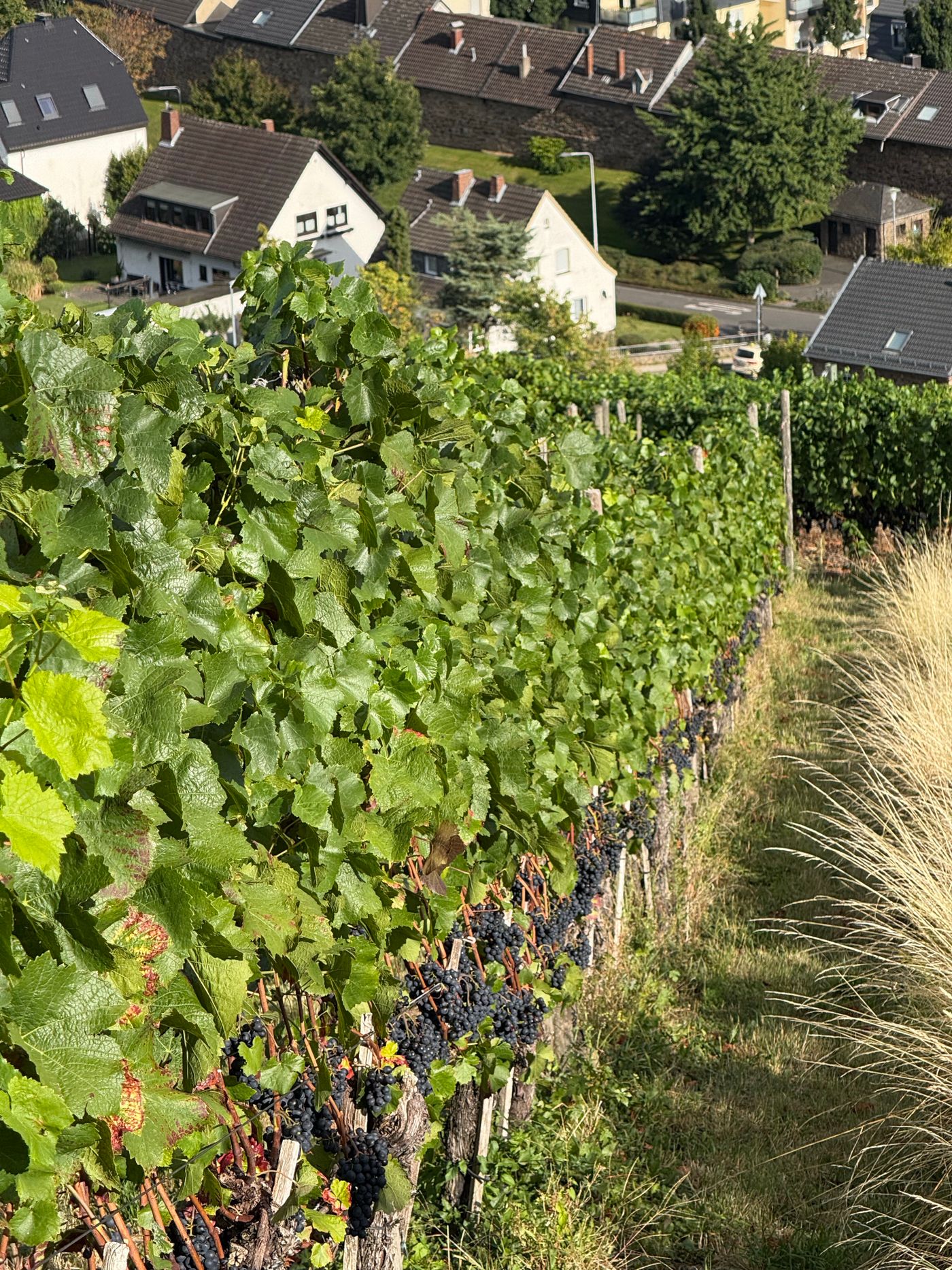 Songs by Bodega de Edgar | Paso Robles tasting room