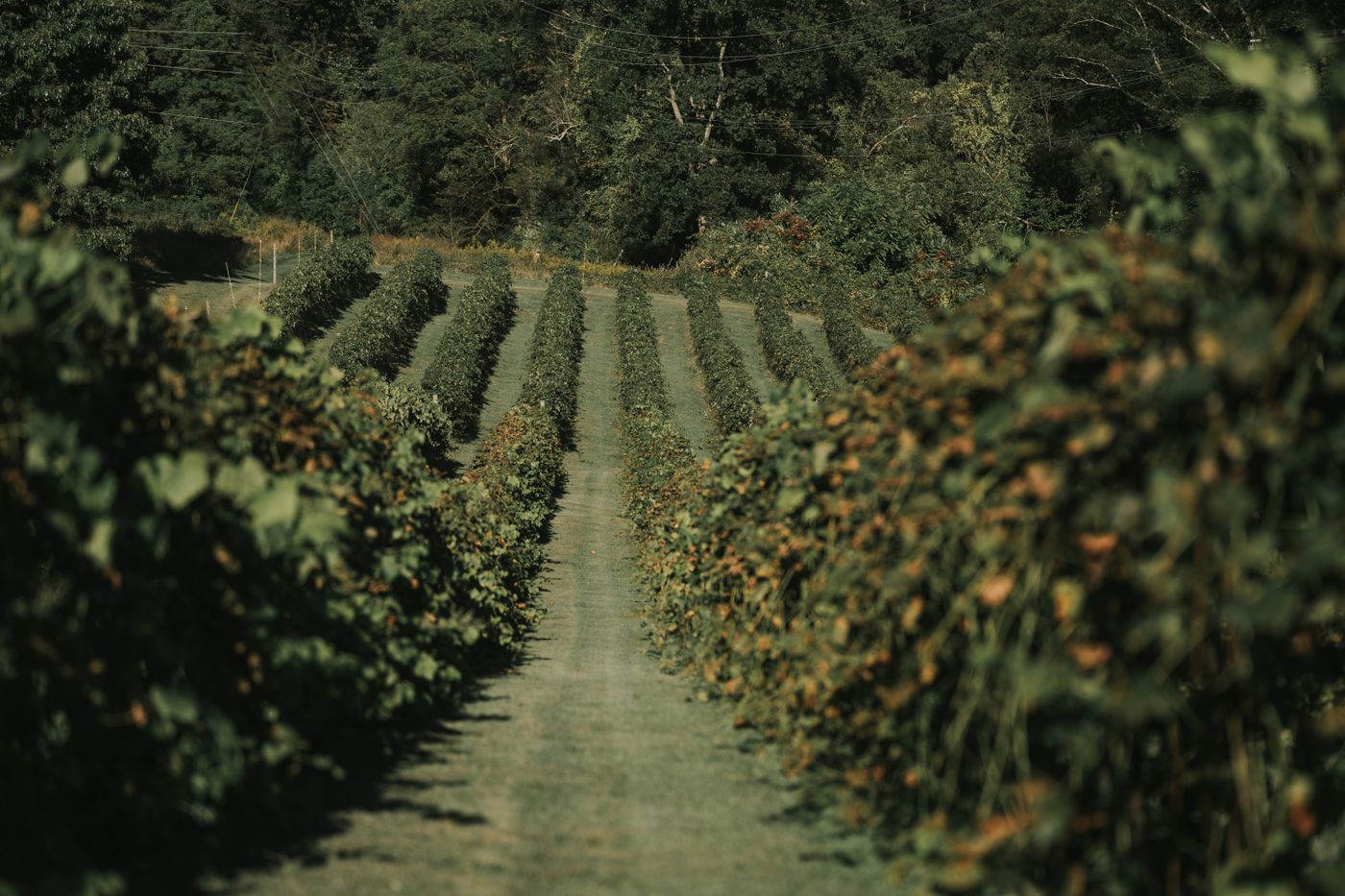 Charles Krug Winery | Napa Valley tasting room