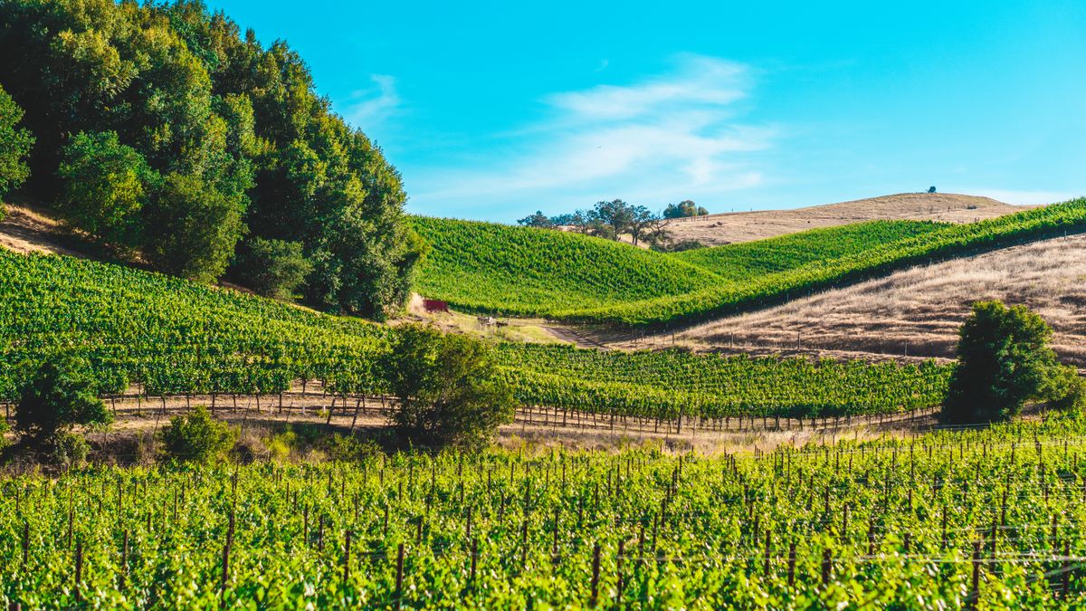 Green rolling vineyard rows in Monterey County wine country under a bright blue sky