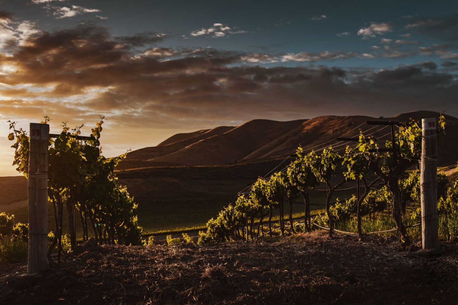 Golden hour over hillside vineyard rows in the Santa Lucia Highlands above the Salinas Valley, Monterey County