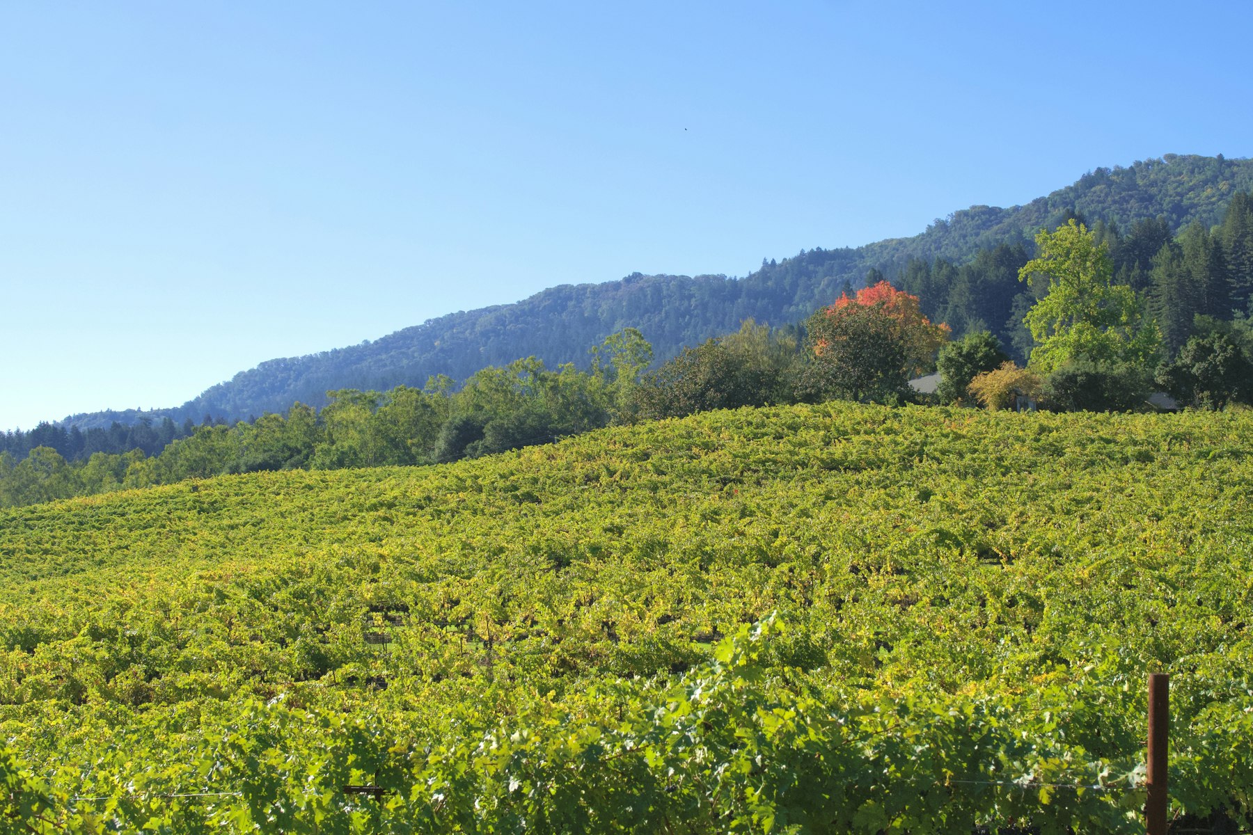 Green vineyard on a hillside in California wine country