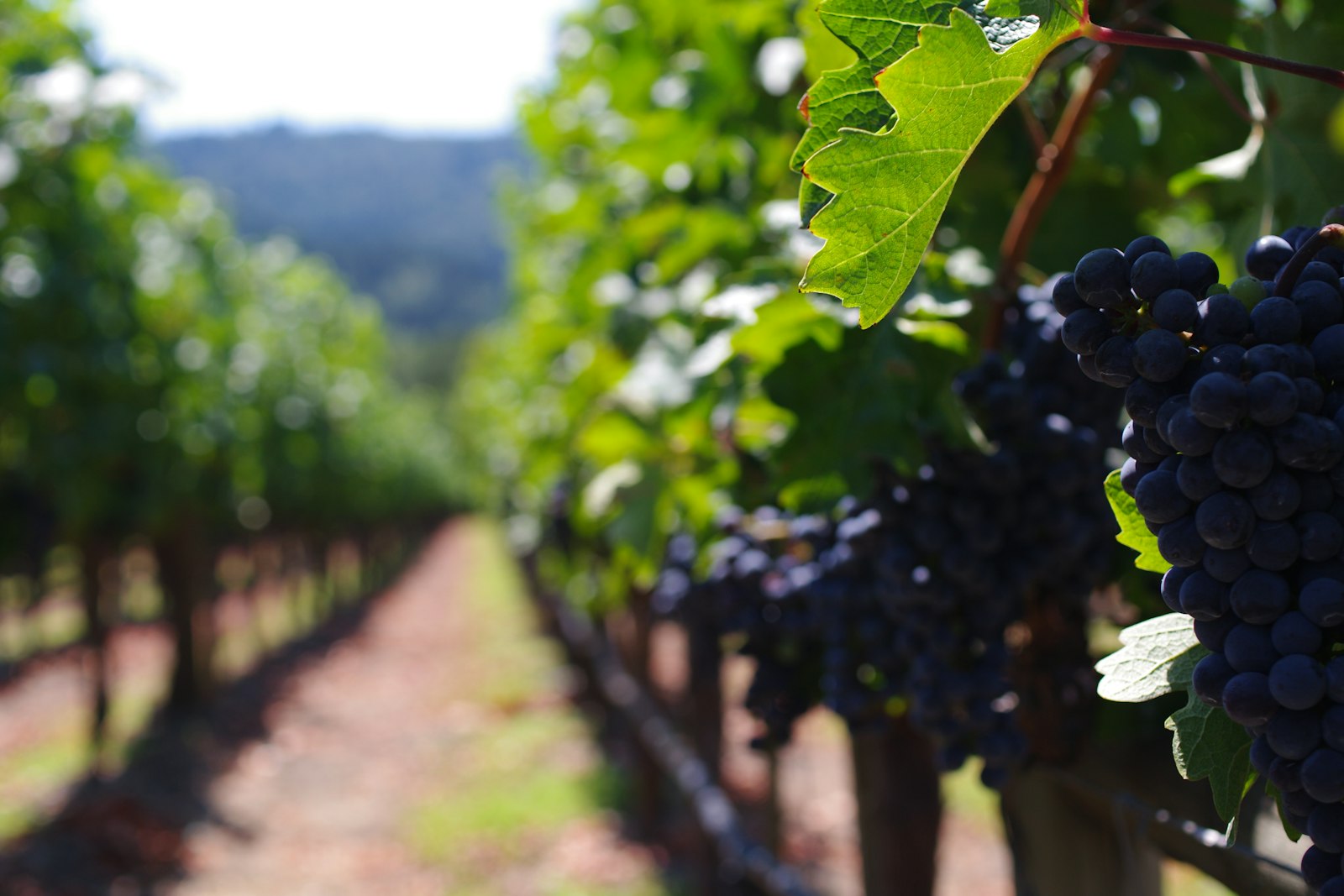 Dark Cabernet grapes ripening on the vine in a Napa Valley vineyard