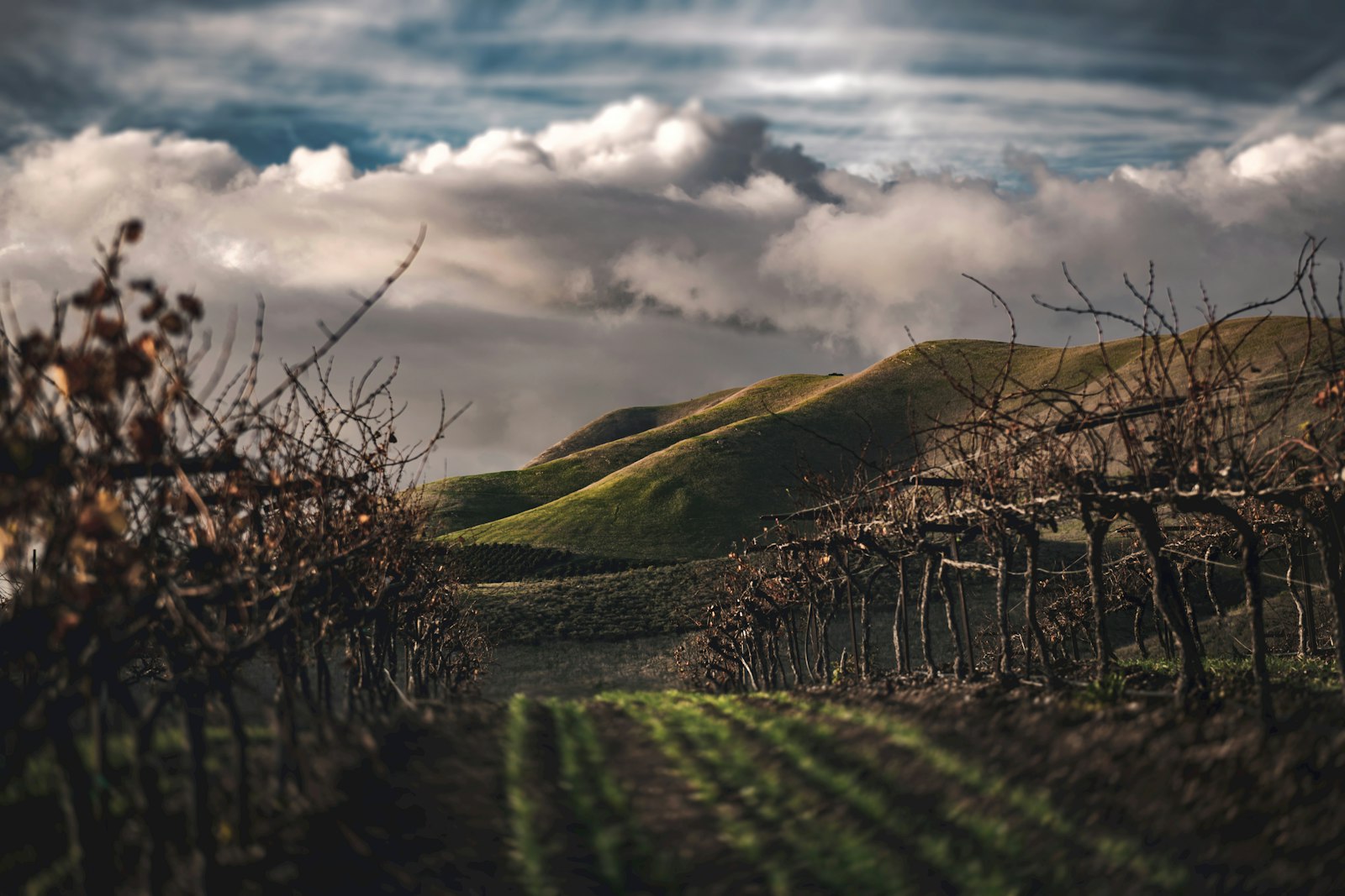 Paso Robles Wine Country: AVAs, Wineries & What to Drink - California · Central Coast winery and vineyard
