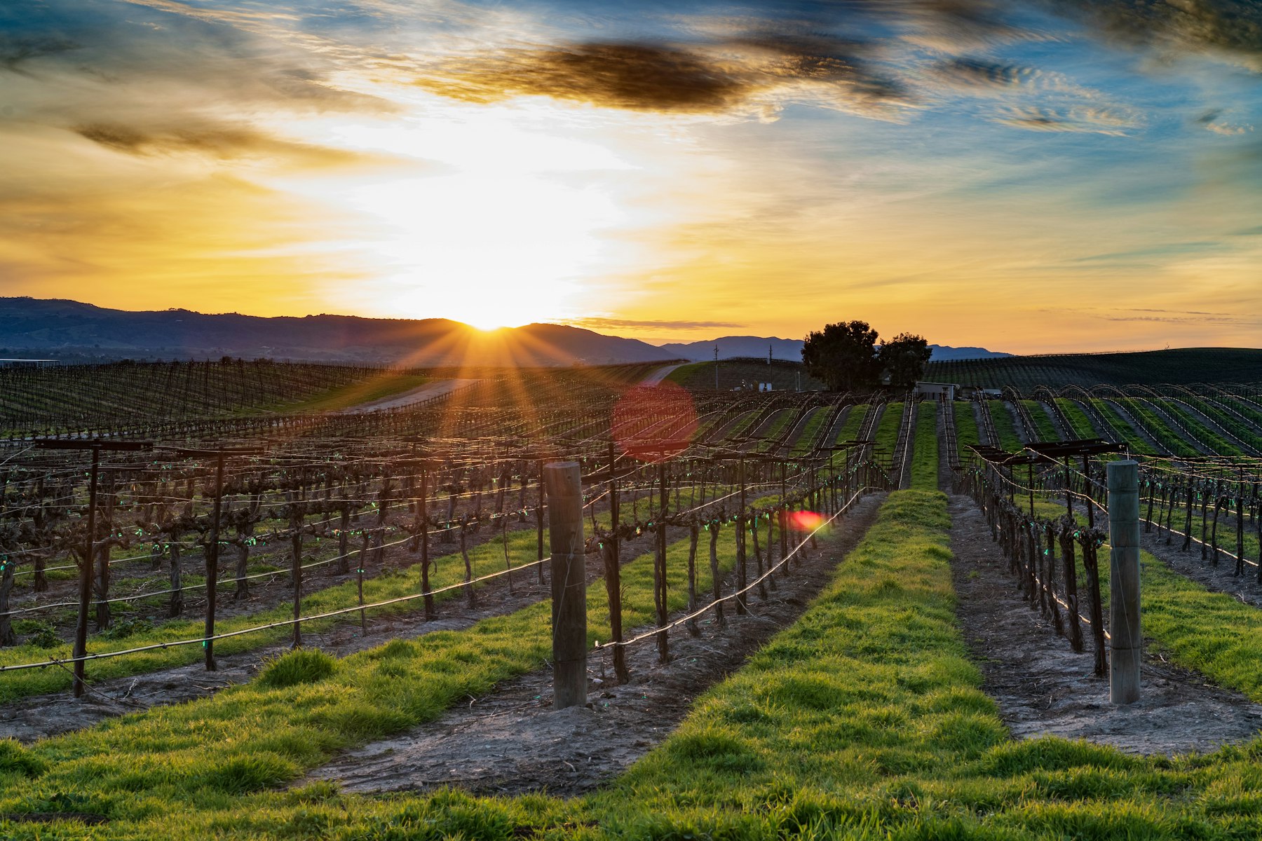 Sun setting over Paso Robles vineyard rows with an oak tree on the hill