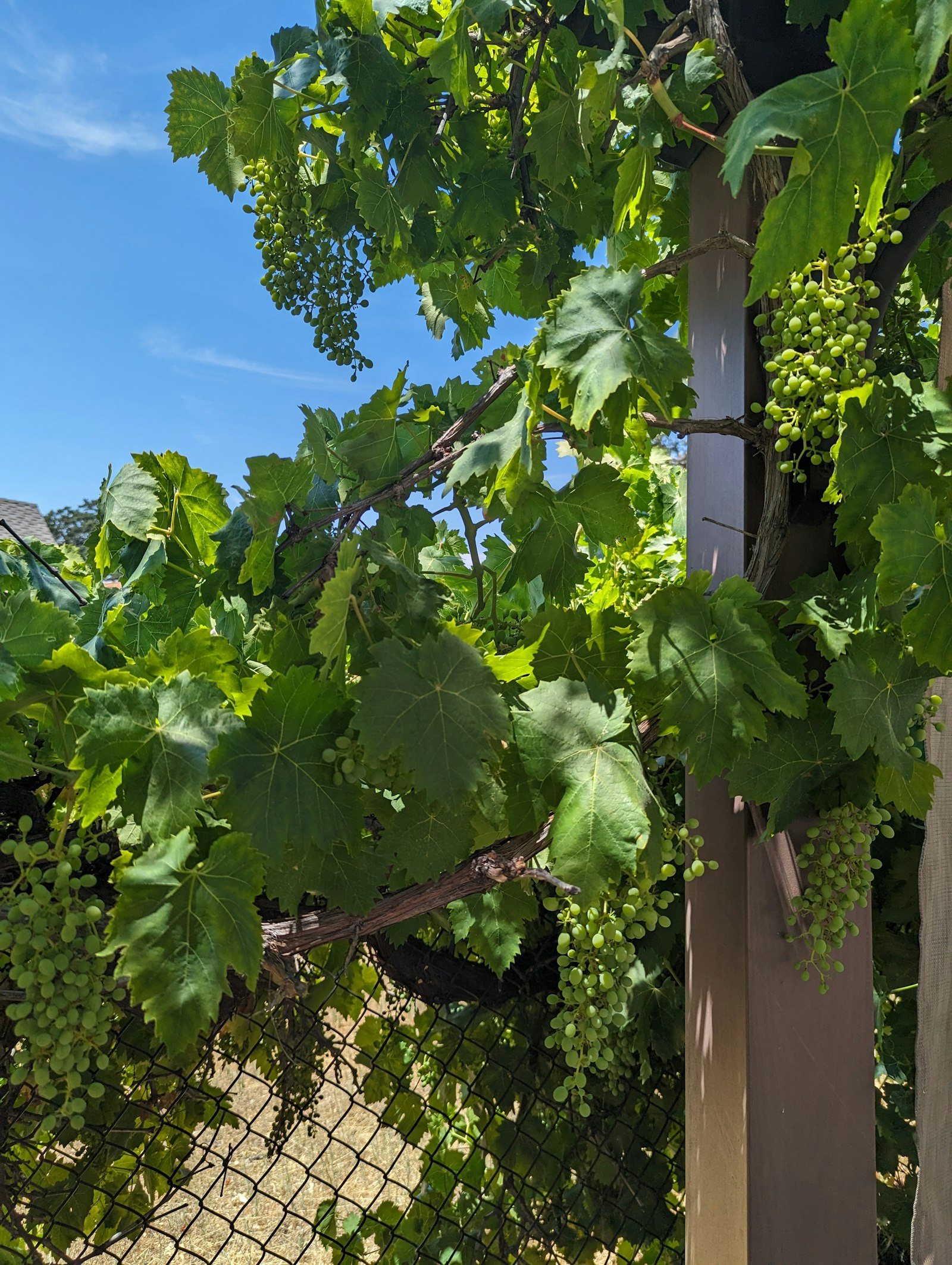 Green wine grapes ripening on the vine under a blue sky