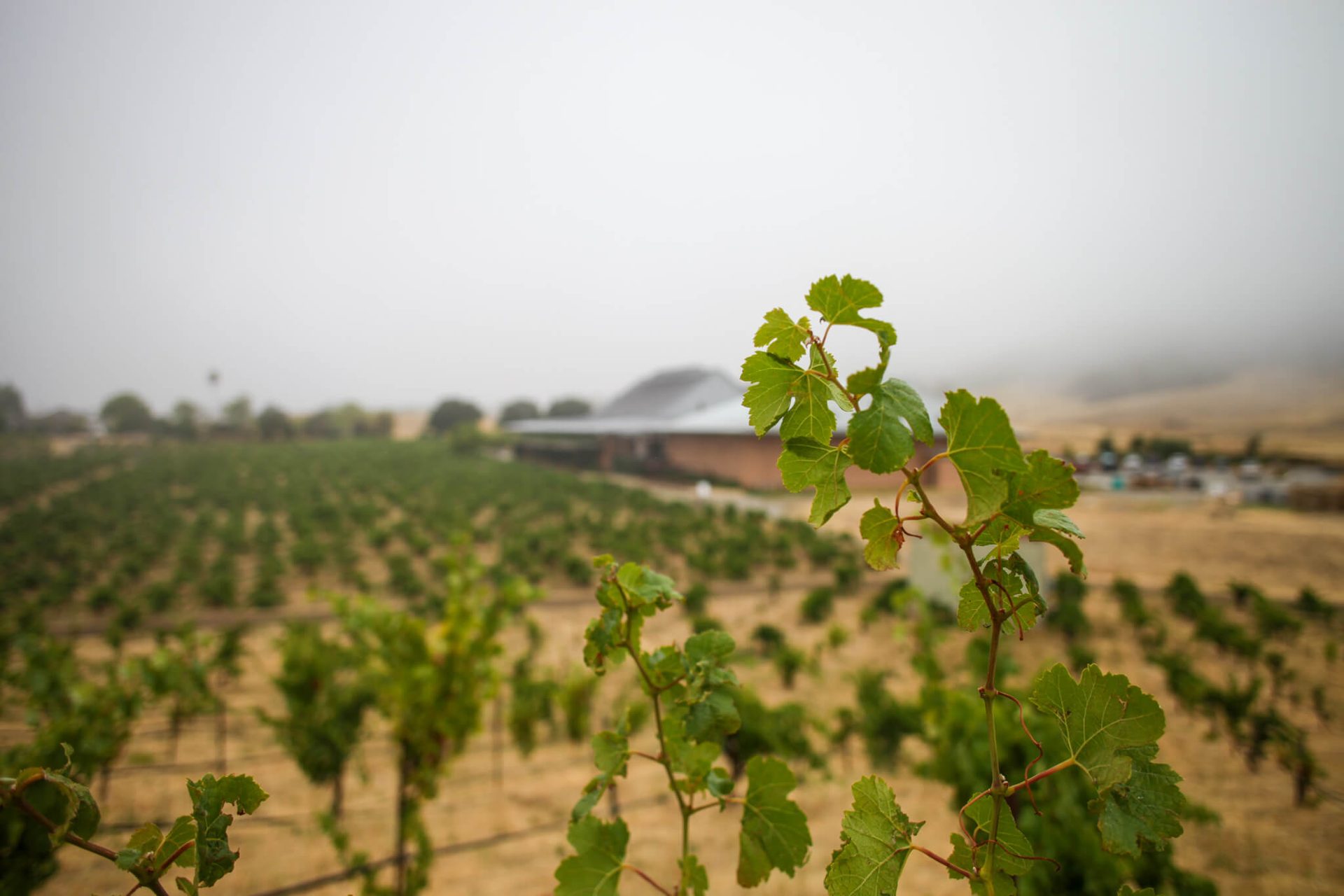 Croad Vineyards | Paso Robles tasting room