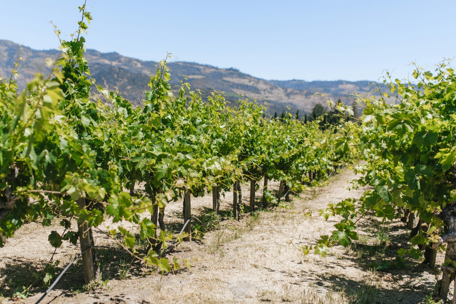 Absolution Cellars | Paso Robles tasting room