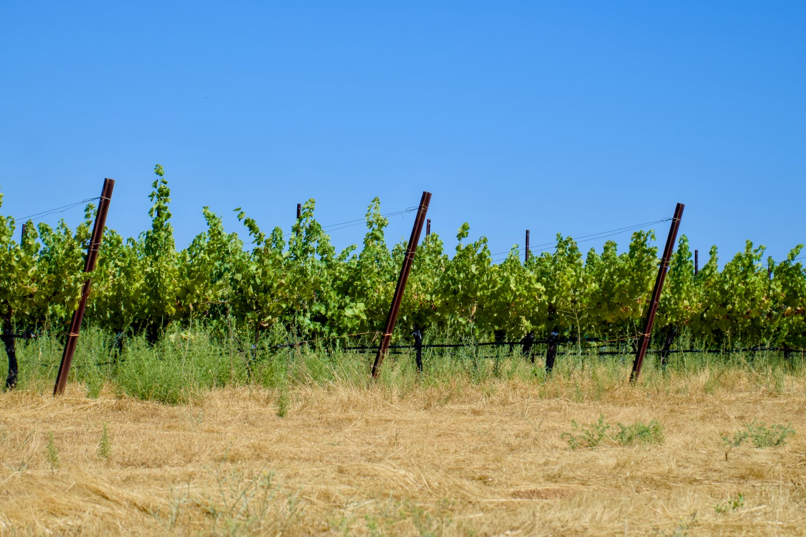 Rows of wine grape vines under a clear blue California sky
