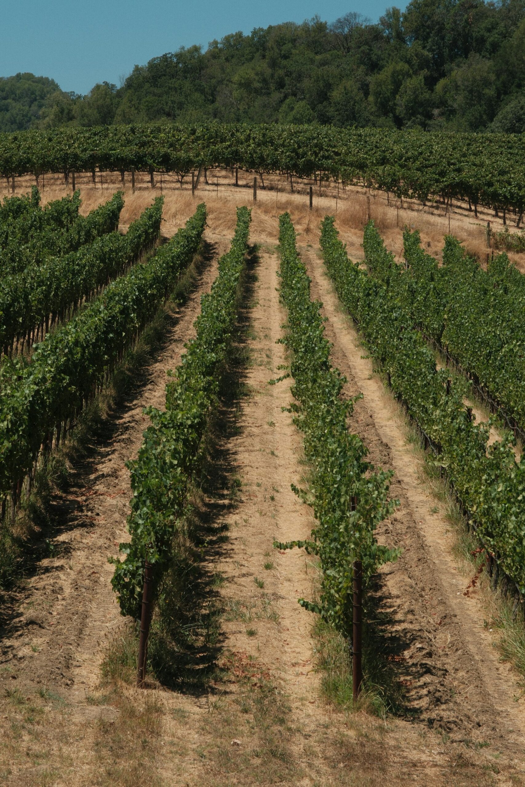 Rows of wine grape vines in a sunny Sonoma County vineyard