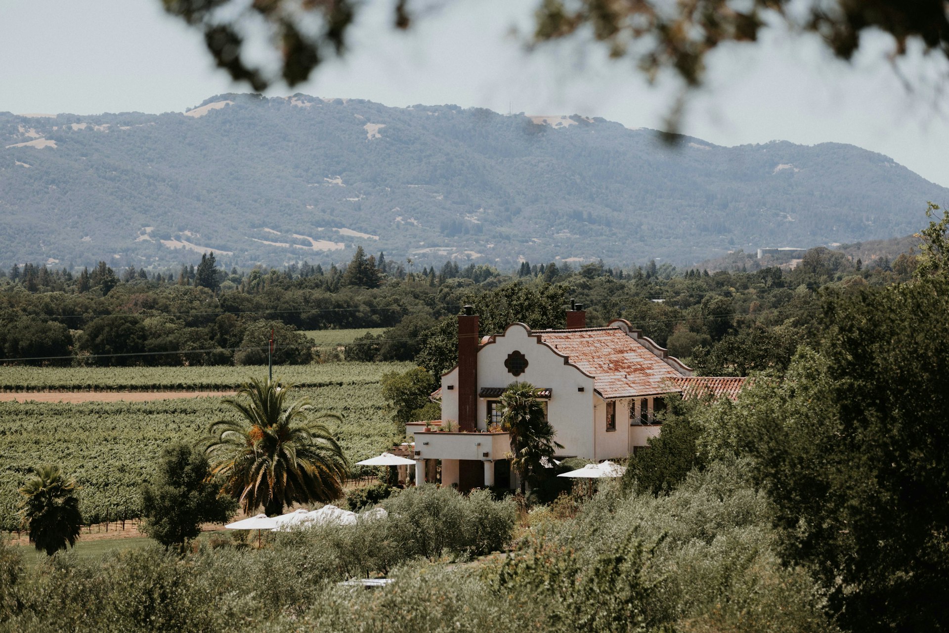 ídola wine co. | Paso Robles tasting room