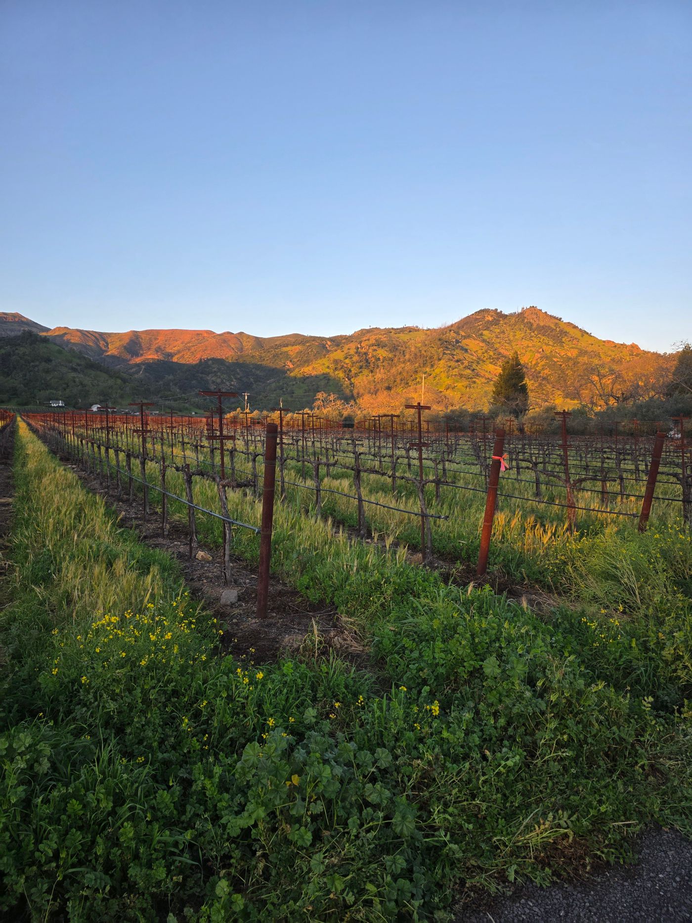 Willow Creek Wine Co. | Paso Robles tasting room