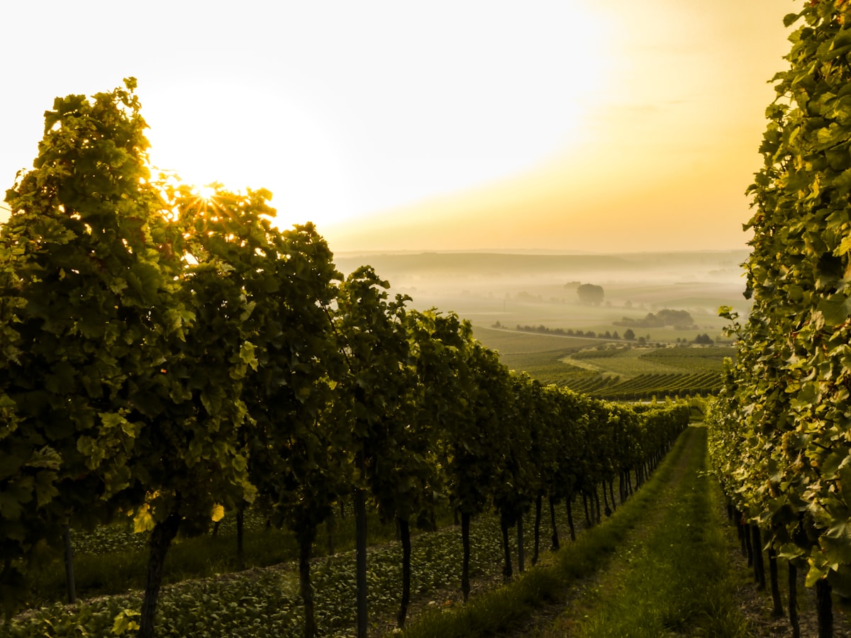 Best Wineries in Napa Valley: A Complete Guide