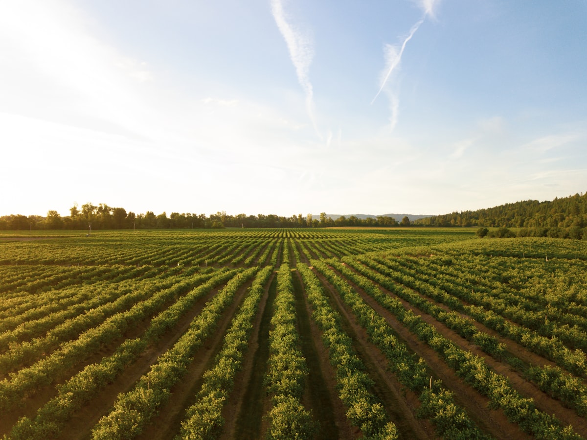 Best Wineries in Paso Robles: Top 12 Estates to Visit